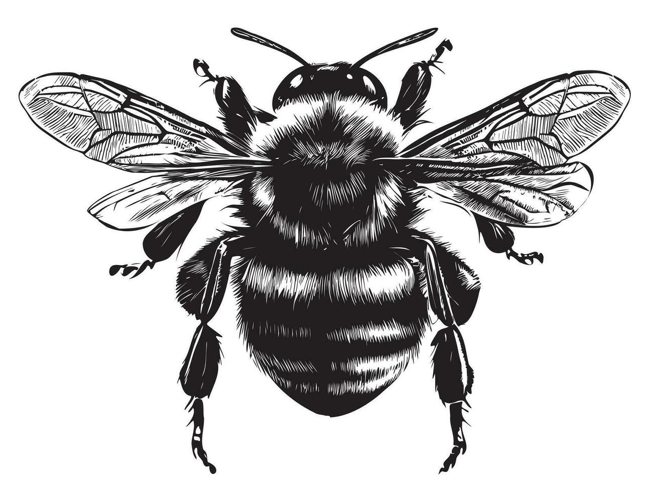 bombo lato Visualizza mano disegnato schizzo insetti vettore illustrazione
