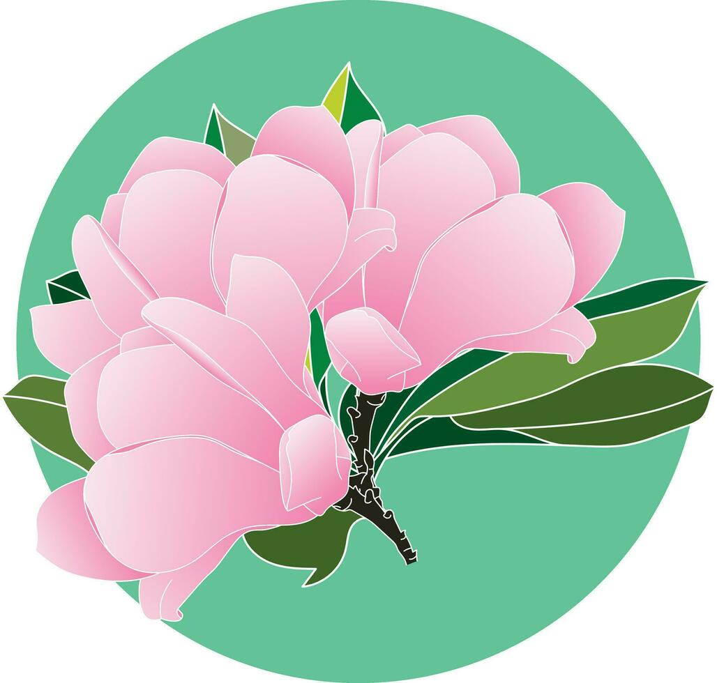 illustrazione di rosa verbanica piattino magnolia fiore con le foglie su verde cerchio sfondo. vettore