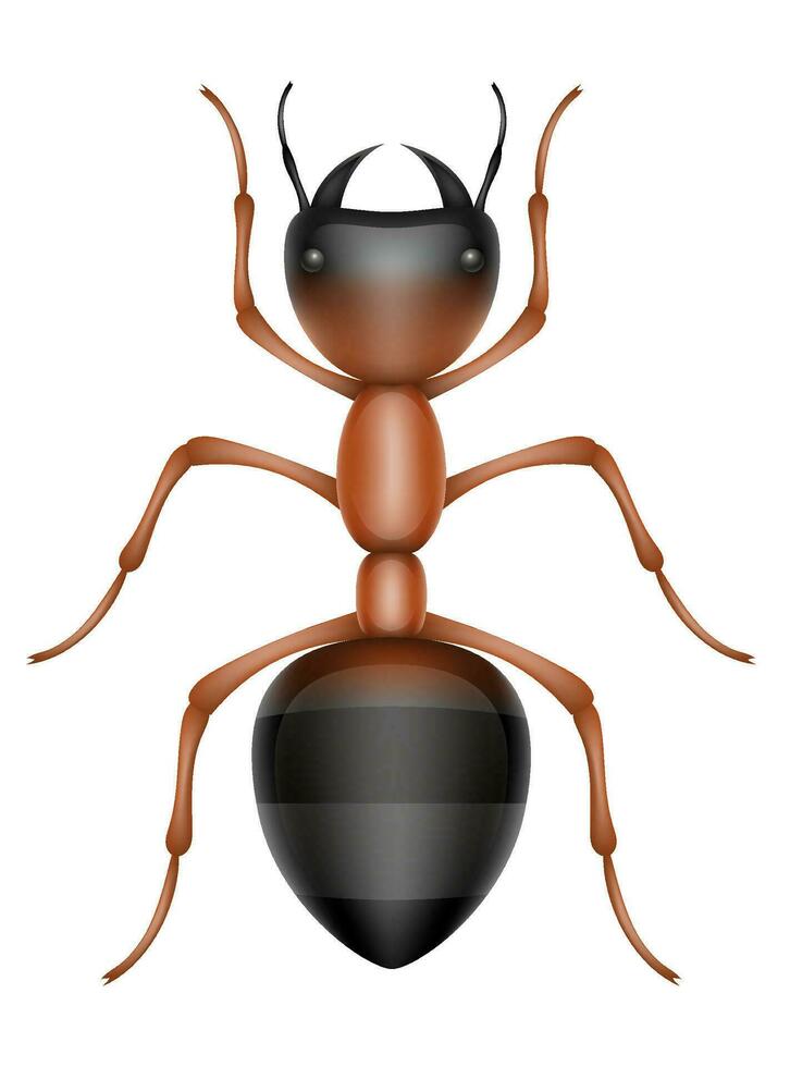insetti natura animali vettore illustrazione