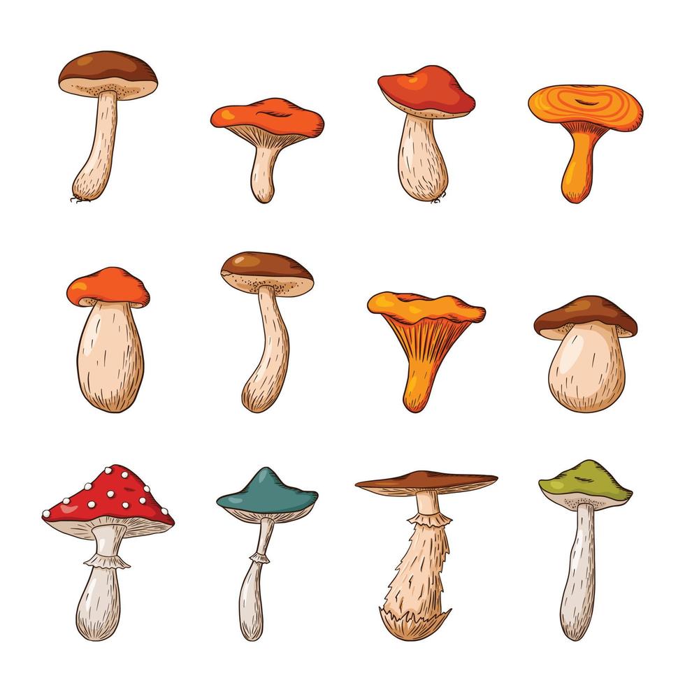 grande set di funghi di bosco. raccolta di funghi commestibili e velenosi disegnati a mano. illustrazione vettoriale per logo, menu, stampa, adesivo, design della confezione e decorazione