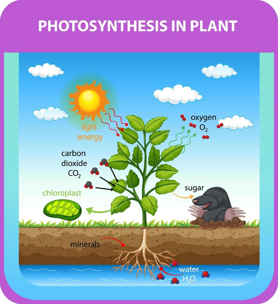 diagramma che mostra il processo di fotosintesi nella pianta vettore