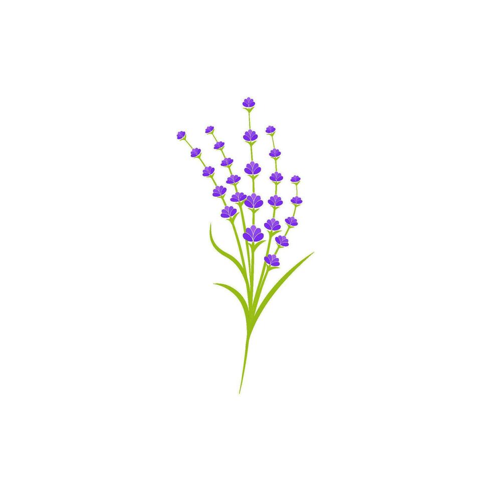 lavanda fiore vettore icona illustrazione