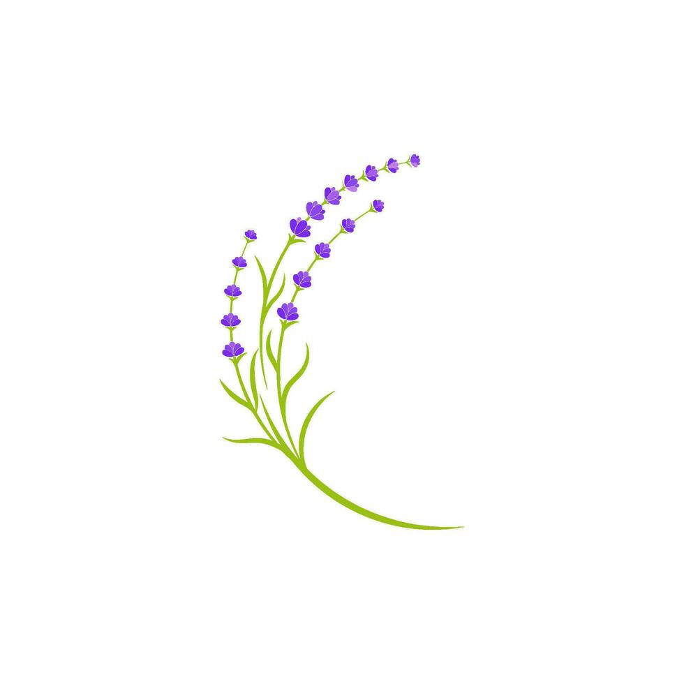 lavanda fiore vettore icona illustrazione