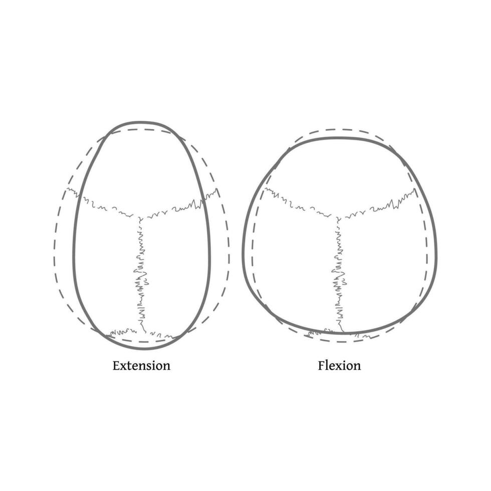 estensione e flessione di il ossatura di il cranio. craniosacrale terapia. craniale respirazione. terapia. vettore illustrazione isolato su bianca sfondo