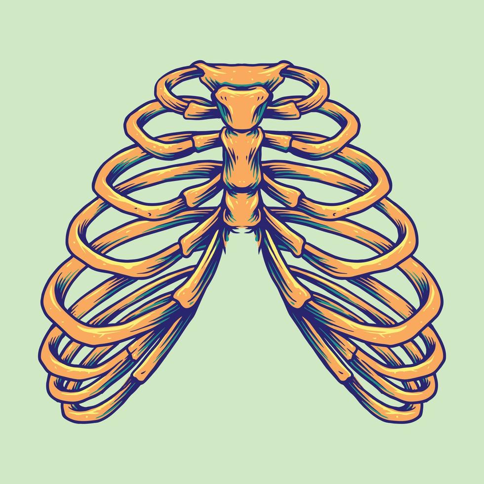 anatomia della gabbia toracica ossa umane vettore