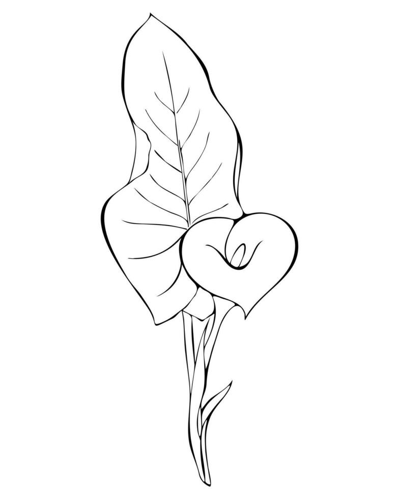 calla giglio fiore contorno disegno arte. linea scarabocchio mano disegnato stile. semplice nero logo, icona. isolato, bianca sfondo. vettore