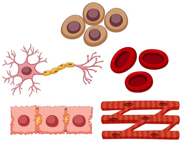 Diversi tipi di cellule staminali vettore