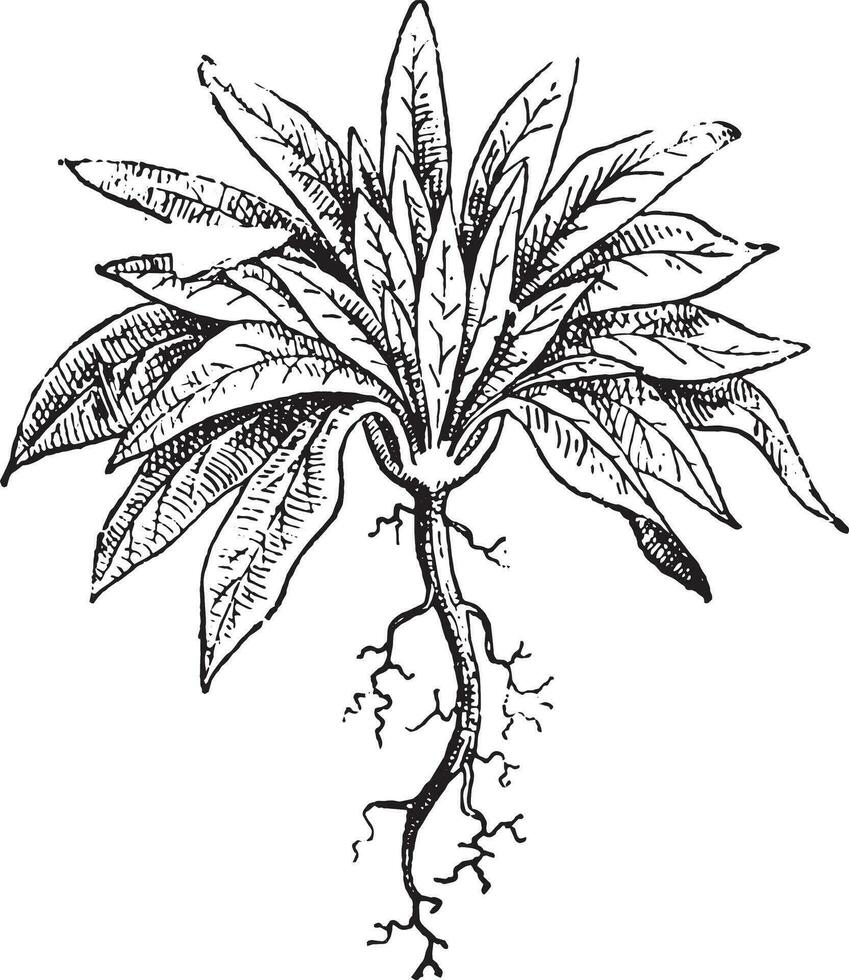 un' disegno di un' pianta con radici vettore