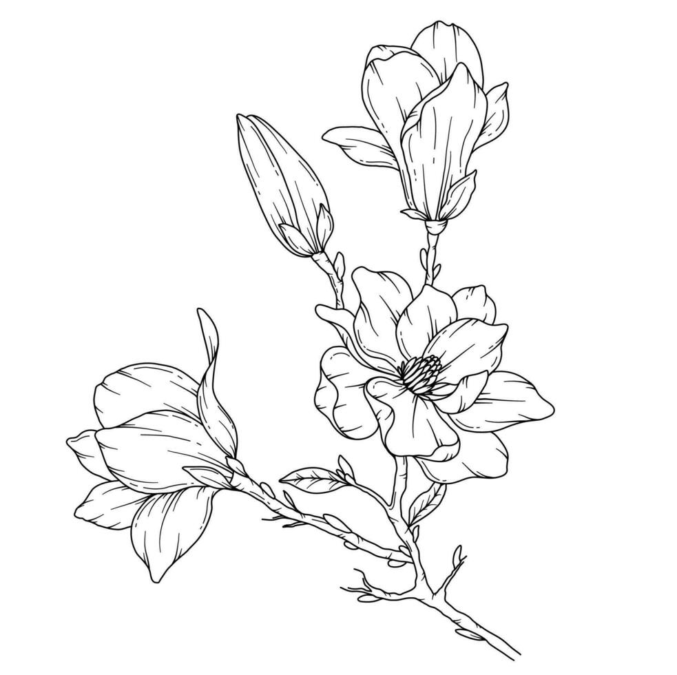 magnolia linea disegno. nero e bianca floreale mazzi di fiori. fiore colorazione pagina. floreale linea arte. bene linea magnolia illustrazione. mano disegnato fiori. botanico colorazione. nozze invito fiori vettore