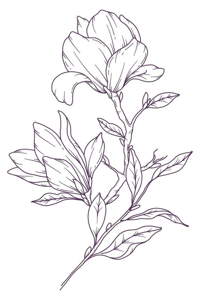 magnolia linea disegno. nero e bianca floreale mazzi di fiori. fiore colorazione pagina. floreale linea arte. bene linea magnolia illustrazione. mano disegnato fiori. botanico colorazione. nozze invito fiori vettore