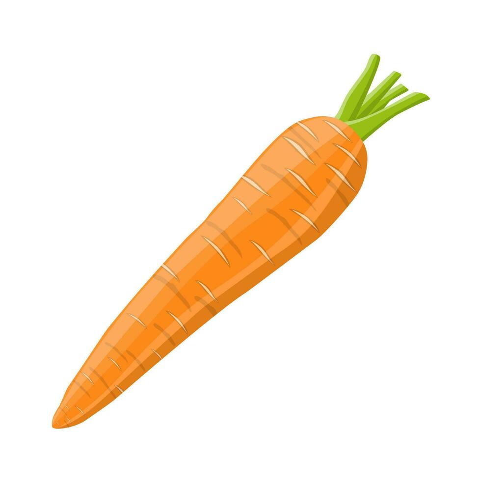 carota verdura isolato su bianca. vettore