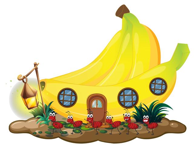 Casa della banana con le formiche rosse che marciano fuori vettore