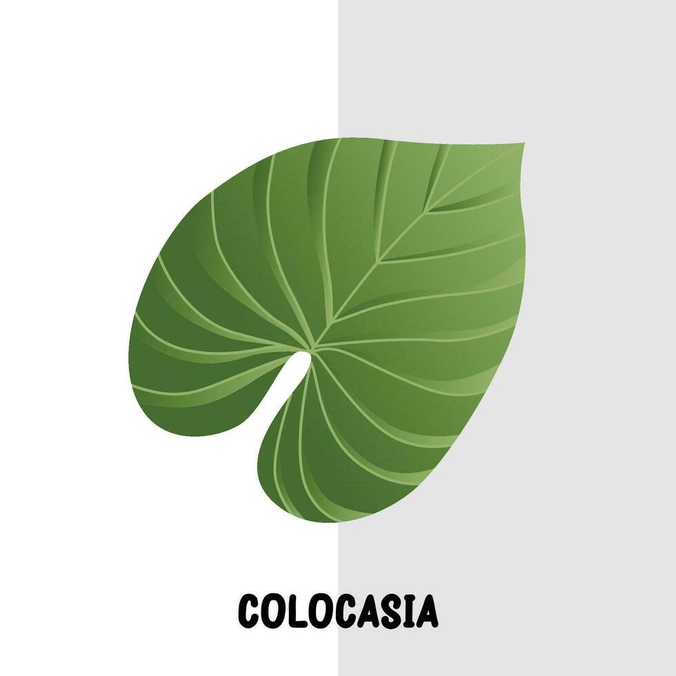 tropicale foglia vettore colocasia pianta