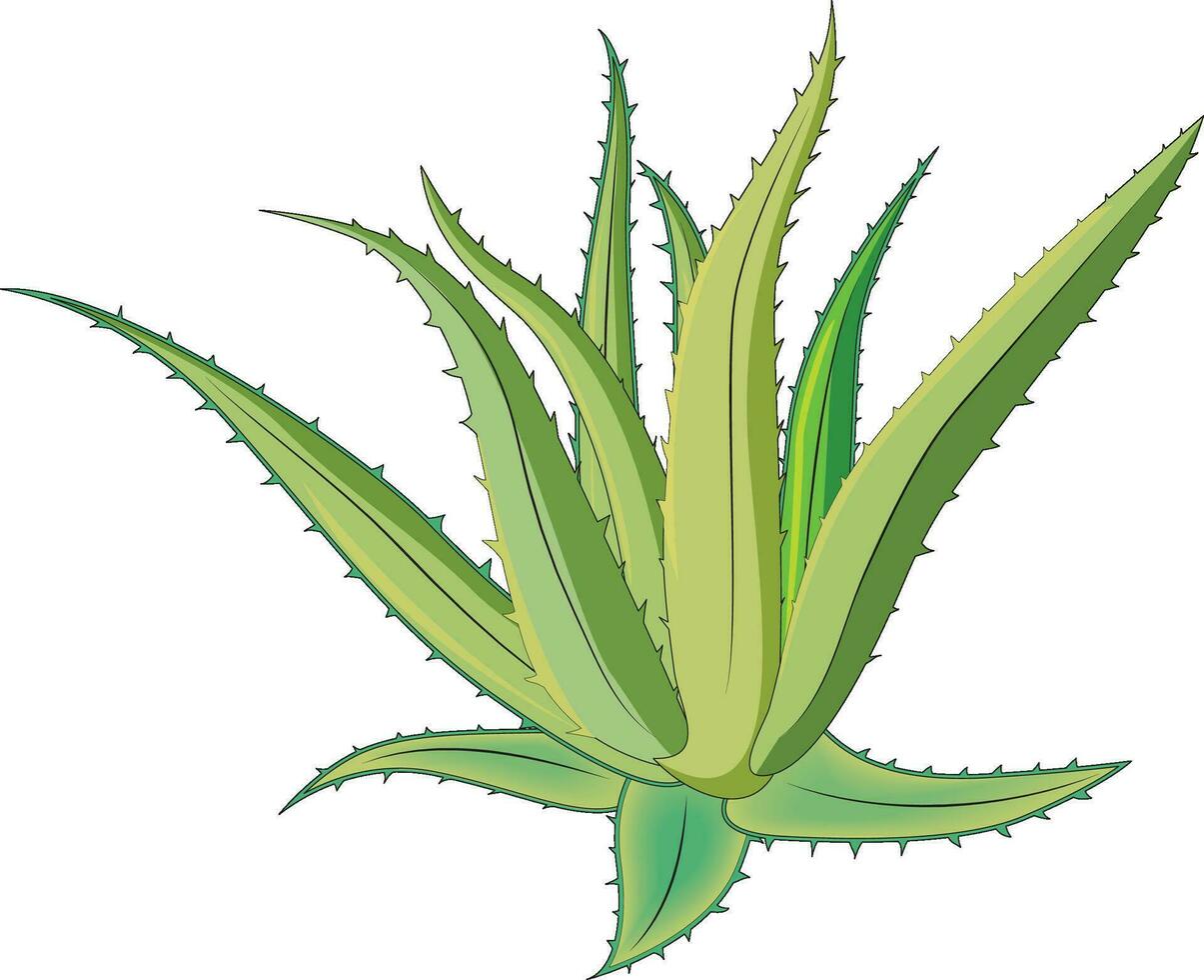 Aloe Vera vettore illustrazione