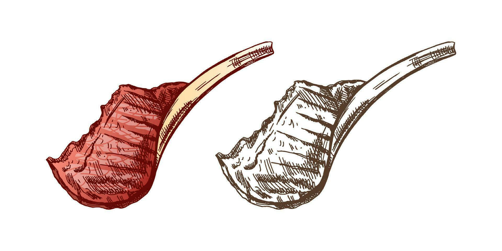 biologico cibo. mano disegnato colorato e monocromatico vettore schizzo di Manzo bistecca, pezzo di carne su il osso. scarabocchio Vintage ▾ illustrazione. decorazioni per il menù di caffè e etichette. inciso immagine.