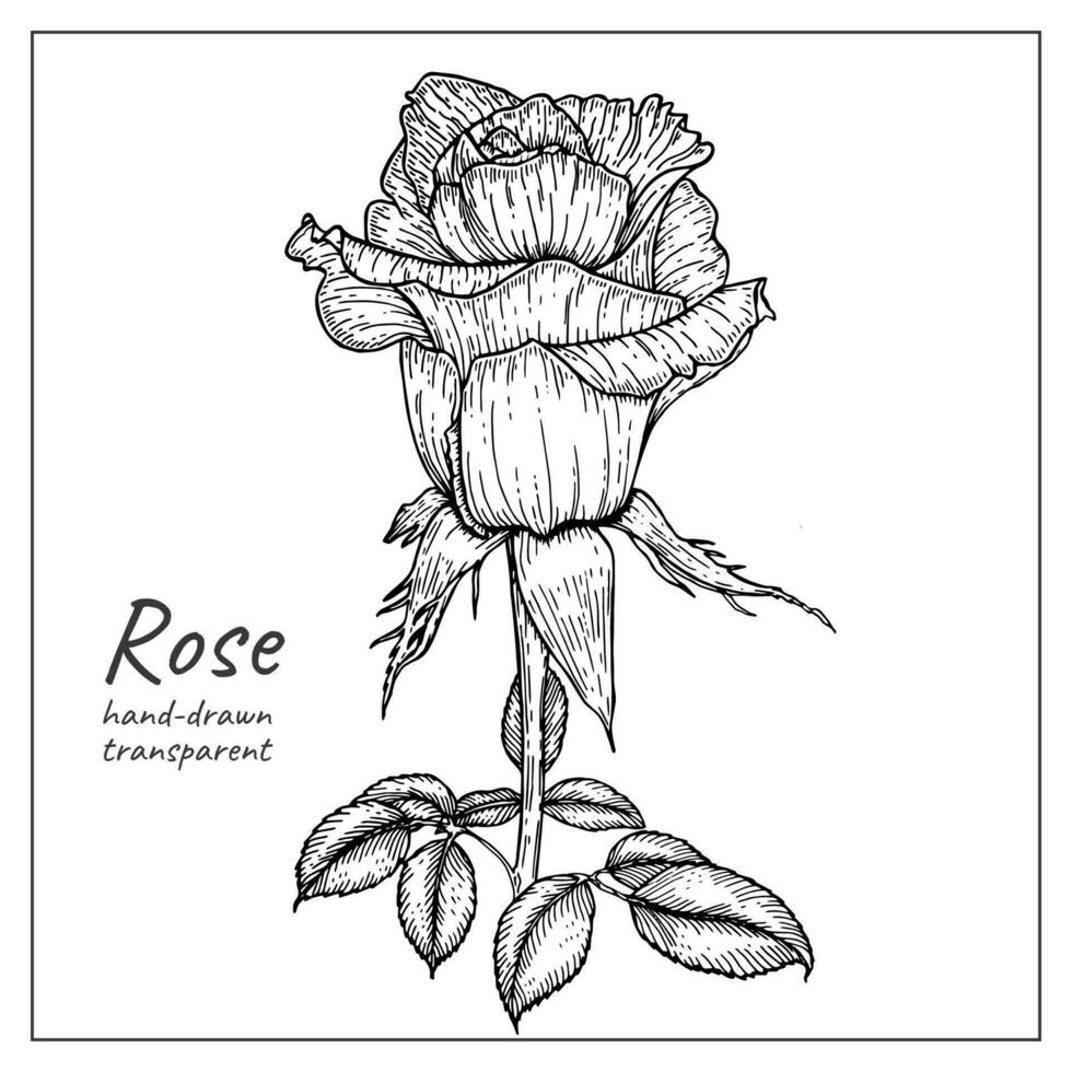 inchiostro mano disegnato rosa fiore e le foglie. vettore schema dettagliato rosa. semplice botanico fiore, ramo e le foglie contorno. nero inchiostro schizzo. grande per tatuaggio, inviti, saluto carte, arredamento