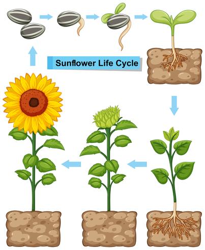 Ciclo di vita della pianta di girasole vettore