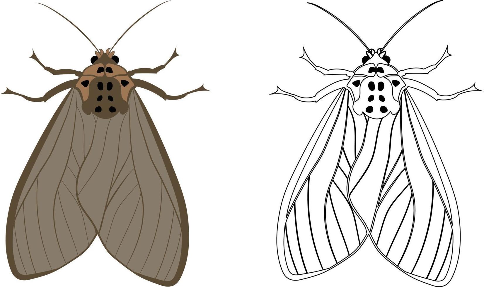 illustrazione realistica di falena o farfalla vettore