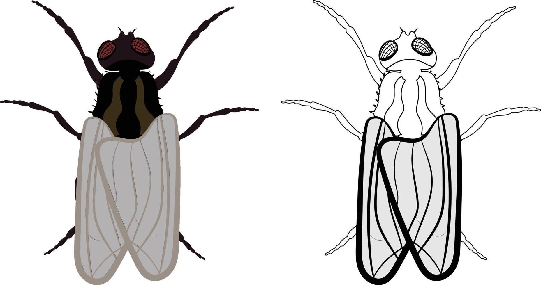 illustrazione di mosca domestica o mosca o musca domestica vettore