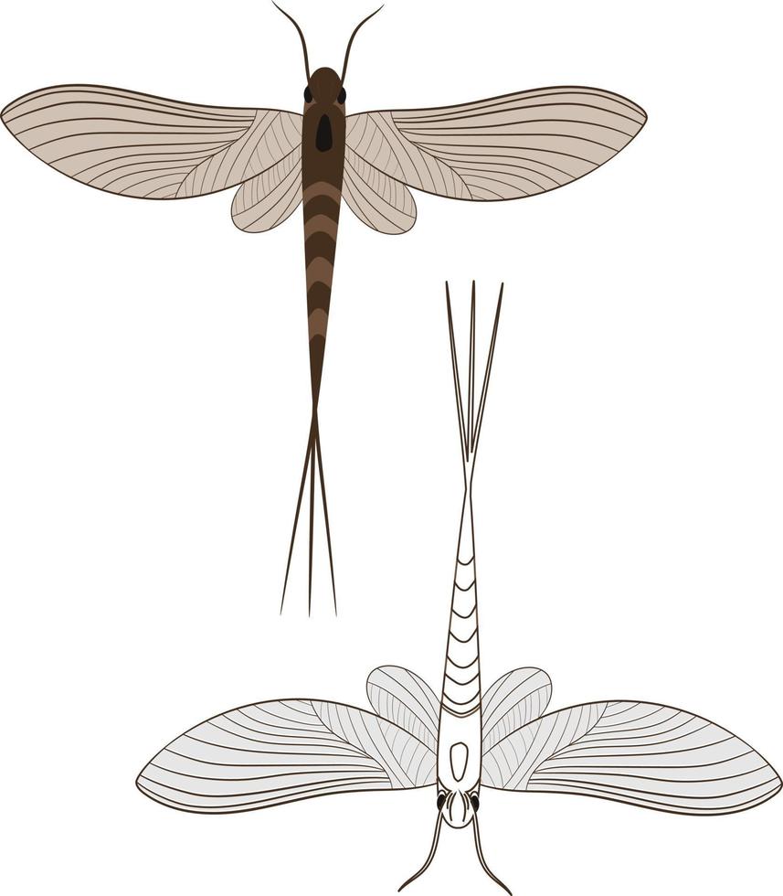 illustrazione realistica di effimere o shadfly o insetto fishfly vettore