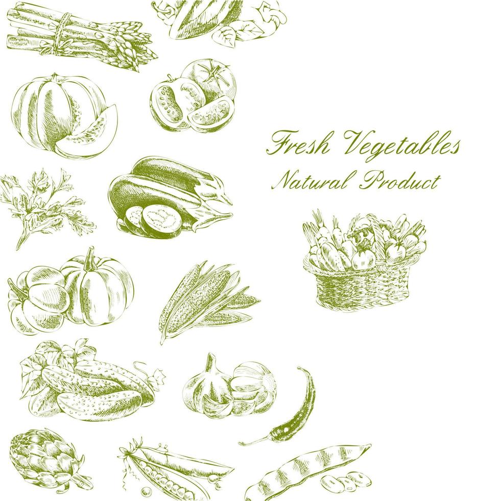 illustrazione vettoriale disegnato a mano con verdure. uno schizzo in stile vintage.