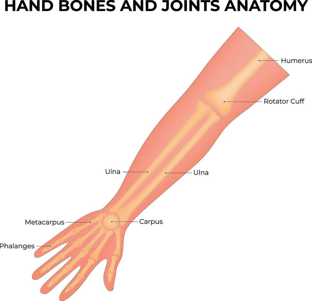 mano ossatura e articolazioni anatomia scienza design vettore illustrazione