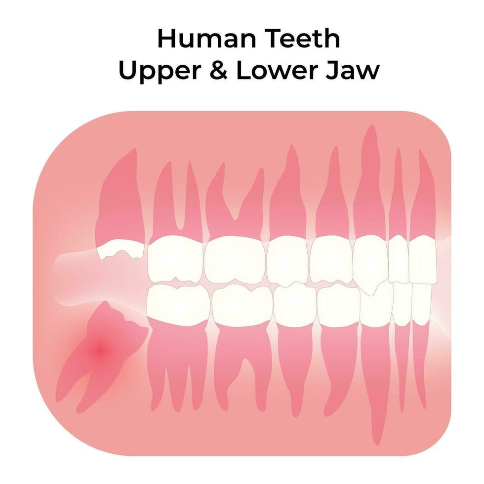 umano denti superiore e inferiore mascella scienza design vettore illustrazione