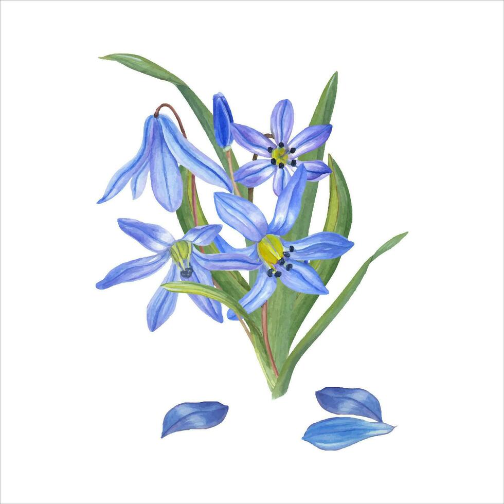 acquerello mazzo di scilla, le foglie. blu fiori, petalo. primavera illustrazione vettore