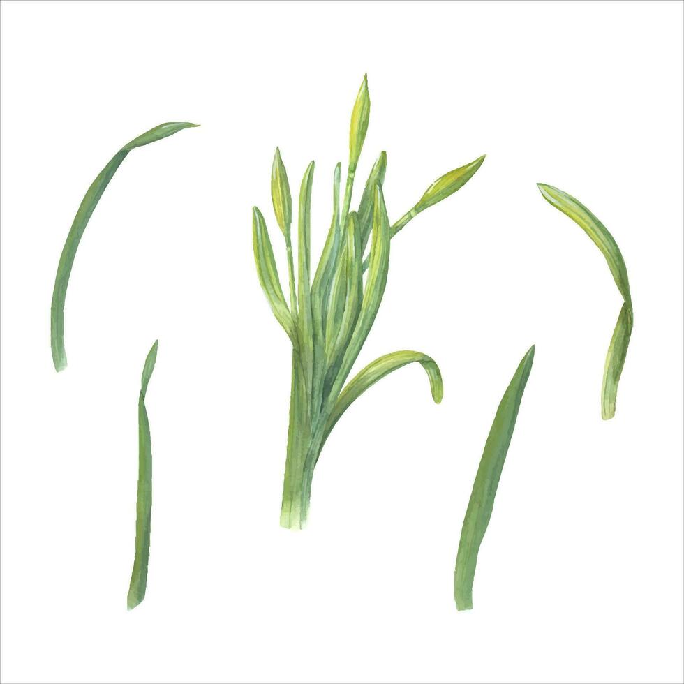 impostato di narcisi. acquerello illustrazione di Narciso mini cuffie, verde le foglie. primavera floreale elementi vettore