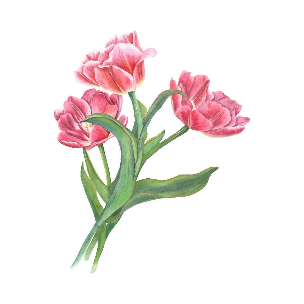 mazzo di rosa Doppio tulipani. primavera acquerello illustrazione. san valentino giorno, madre giorno vettore