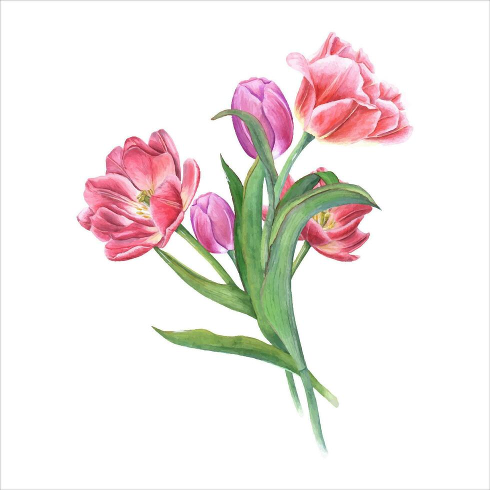 mazzo di cinque rosa Doppio tulipani. primavera acquerello illustrazione. san valentino giorno, madre giorno vettore