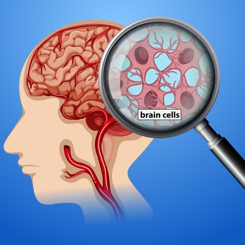 Anatomia delle cellule cerebrali umane vettore