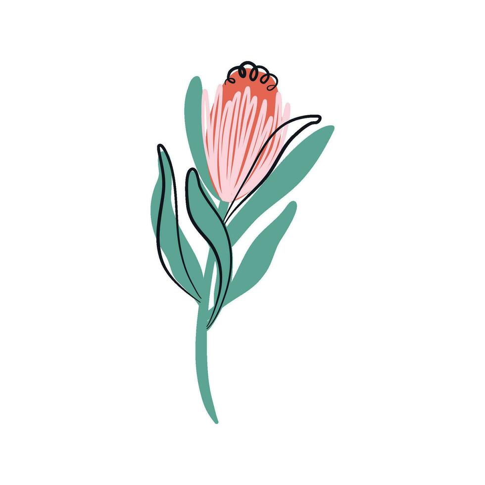 protea vettore illustrazione. minimalista boho pianta. esotico fiore isolato su trasparente sfondo. Sud Africa nazionale fiore. mano disegnato vettore illustrazione.