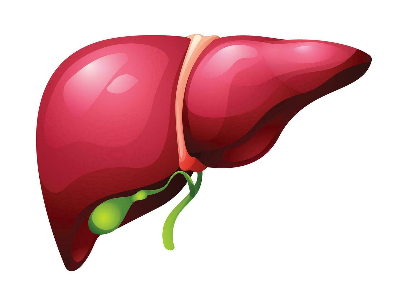 umano fegato e cistifellea organo. anatomia di interno organo. vettore illustrazione isolato su bianca sfondo