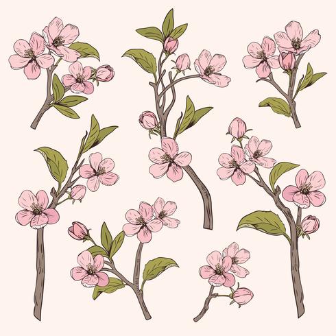 Albero fiorito Imposta raccolta. Rami di fiori rosa botanico disegnati a mano su fondo beige. Illustrazione vettoriale