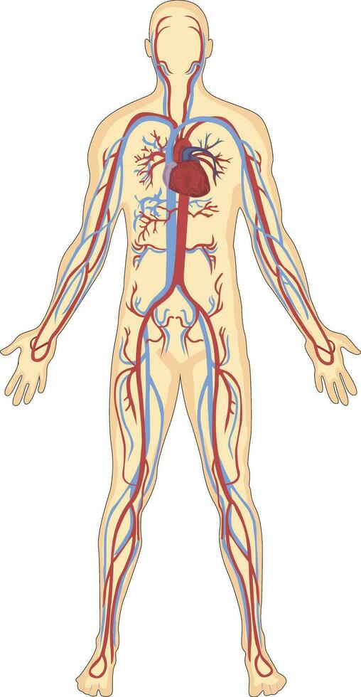 umano sangue navi anatomia vettore