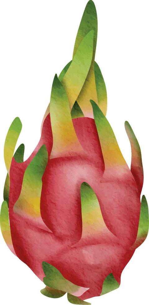 digitale arte di Drago frutta con verde le foglie. Drago frutta acquerello vettore