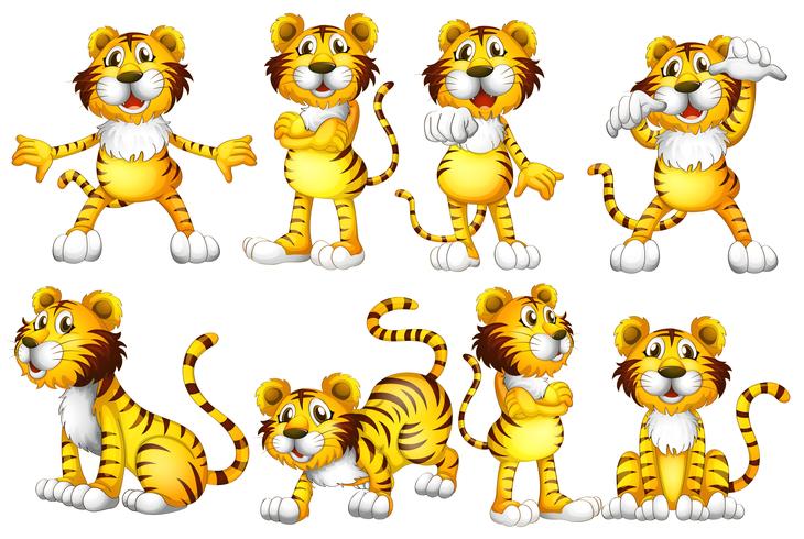 Set di tigre vettore