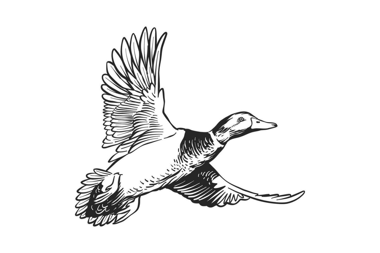 nero e bianca illustrazione di un' mallardo anatra nel volo vettore