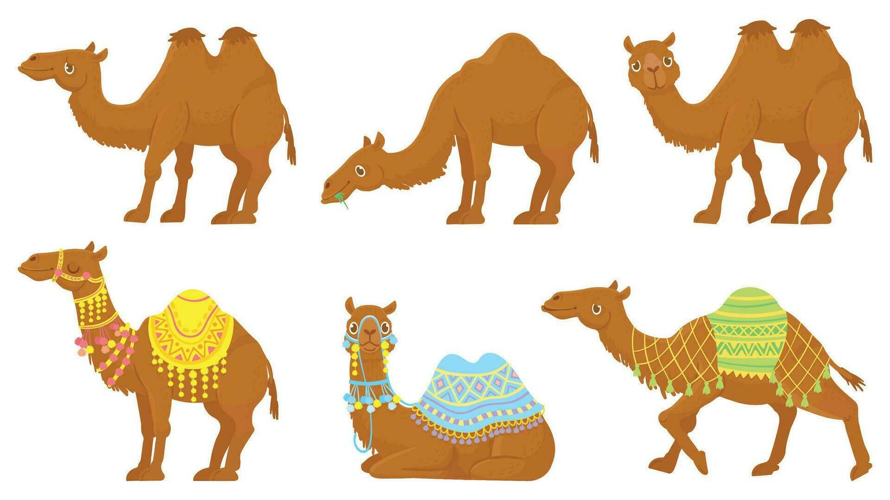 cammelli. selvaggio e addomesticati deserto caravan animali con sella. cammello vettore isolato cartone animato personaggi impostare.