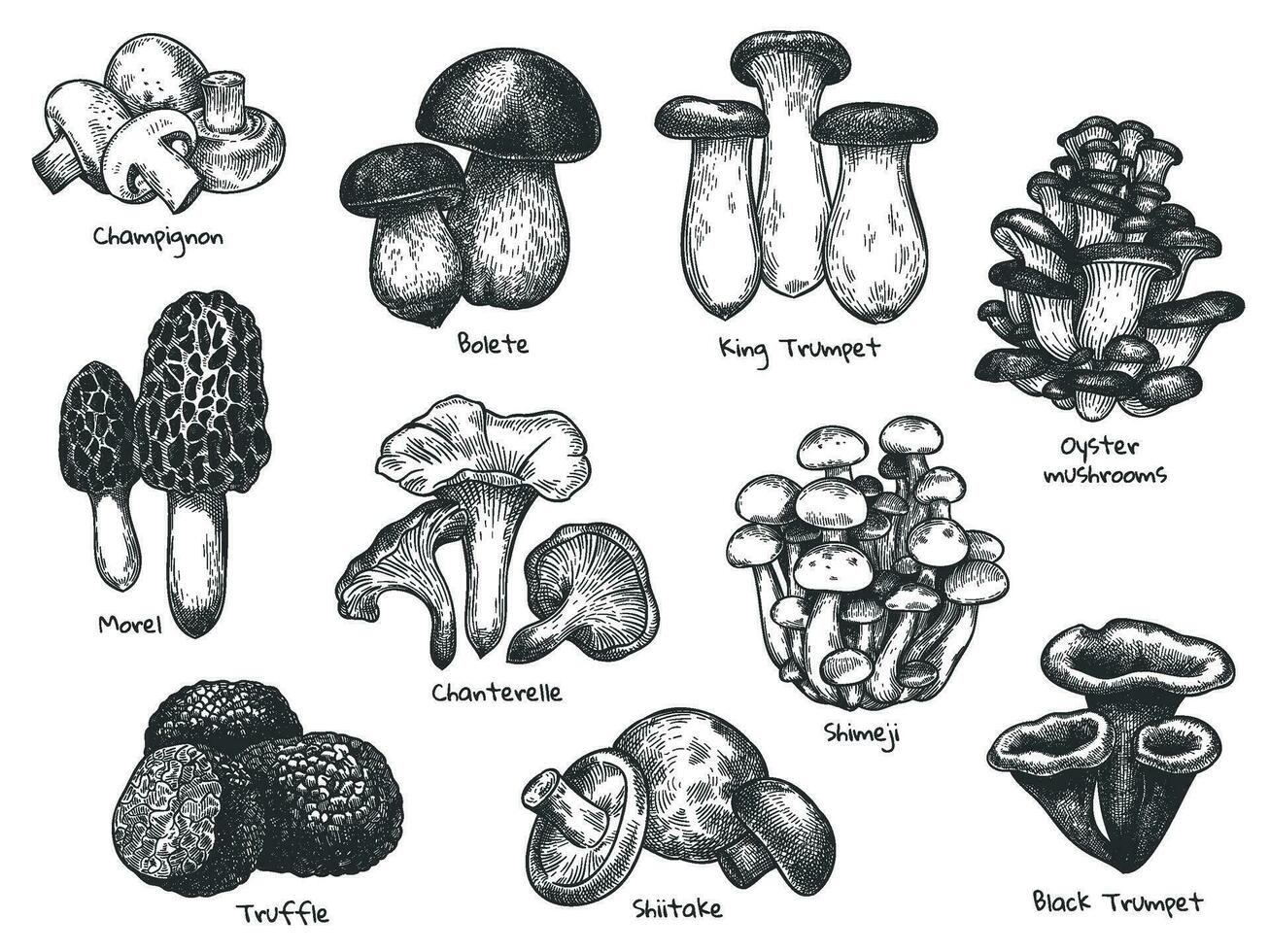 schizzo funghi. mano disegnato vario commestibile fungo spugnola, tartufo, champignon, nero e re tromba, bolete fungo Vintage ▾ vettore impostare.