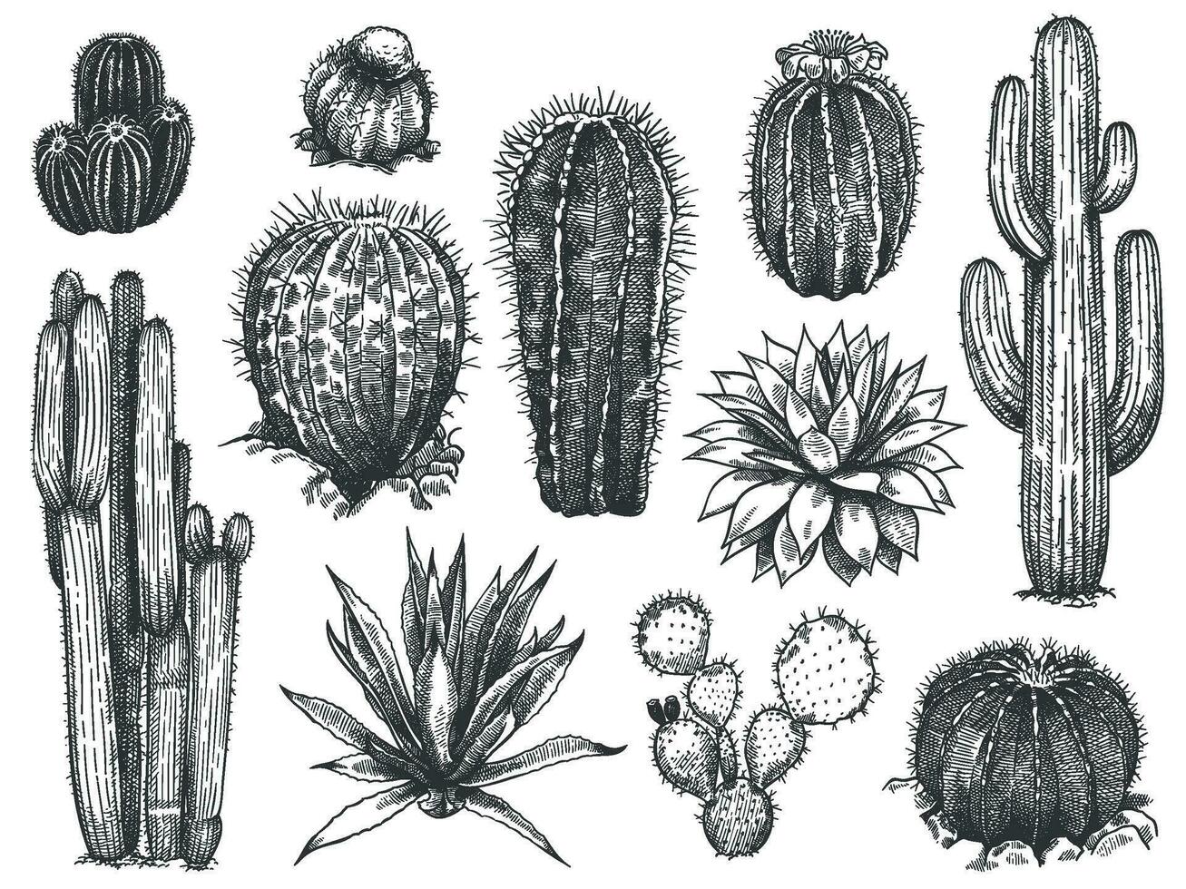 schizzo cactus. mano disegnato succulente, spinoso deserto impianti, Agave, saguaro e spinoso Pera fioritura cactus incisione vettore impostare.