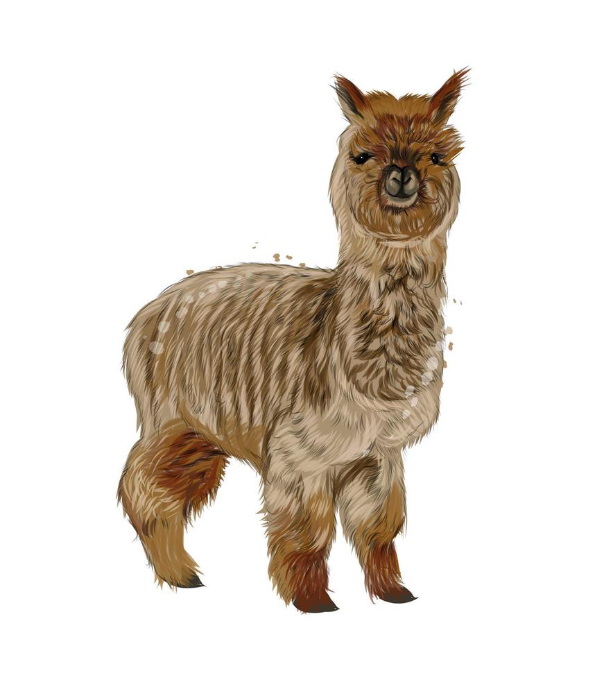 alpaca di montagna, lama da vernici multicolori. spruzzata di acquerello, disegno colorato, realistico. illustrazione vettoriale di vernici