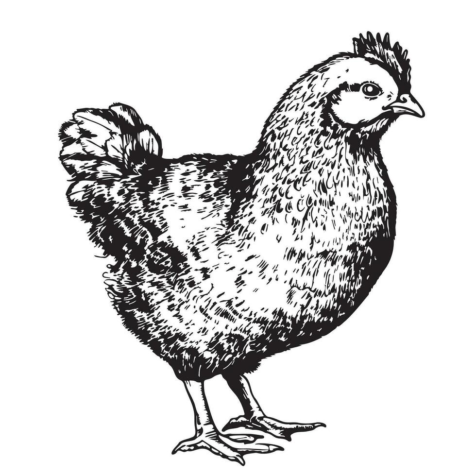 gallina pollo azienda agricola schizzo mano disegnato nel scarabocchio stile agricoltura vettore