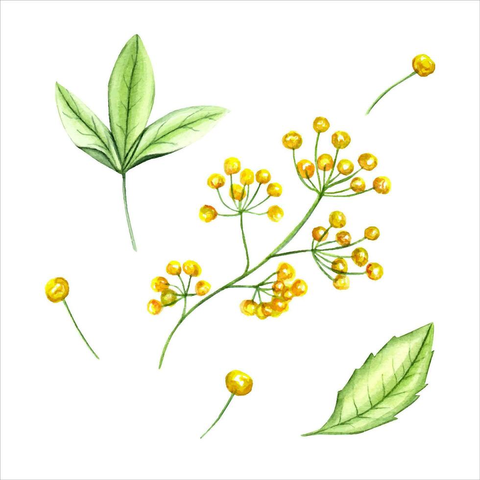 impostato di primavera impianti. giovane erbe aromatiche e giallo fiori. trifoglio foglia, astratto prato verde. acquerello illustrazione. per san valentino giorno, madri giorno carte vettore