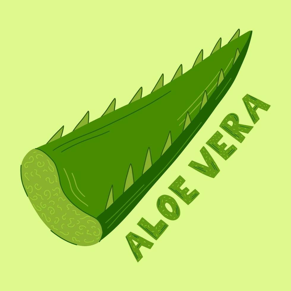 essenza a partire dal aloe Vera pianta gocciola a partire dal stelo.medicinale pianta, verde foglie, fette e un' far cadere di succo. vettore illustrazione nel cartone animato piatto stile.