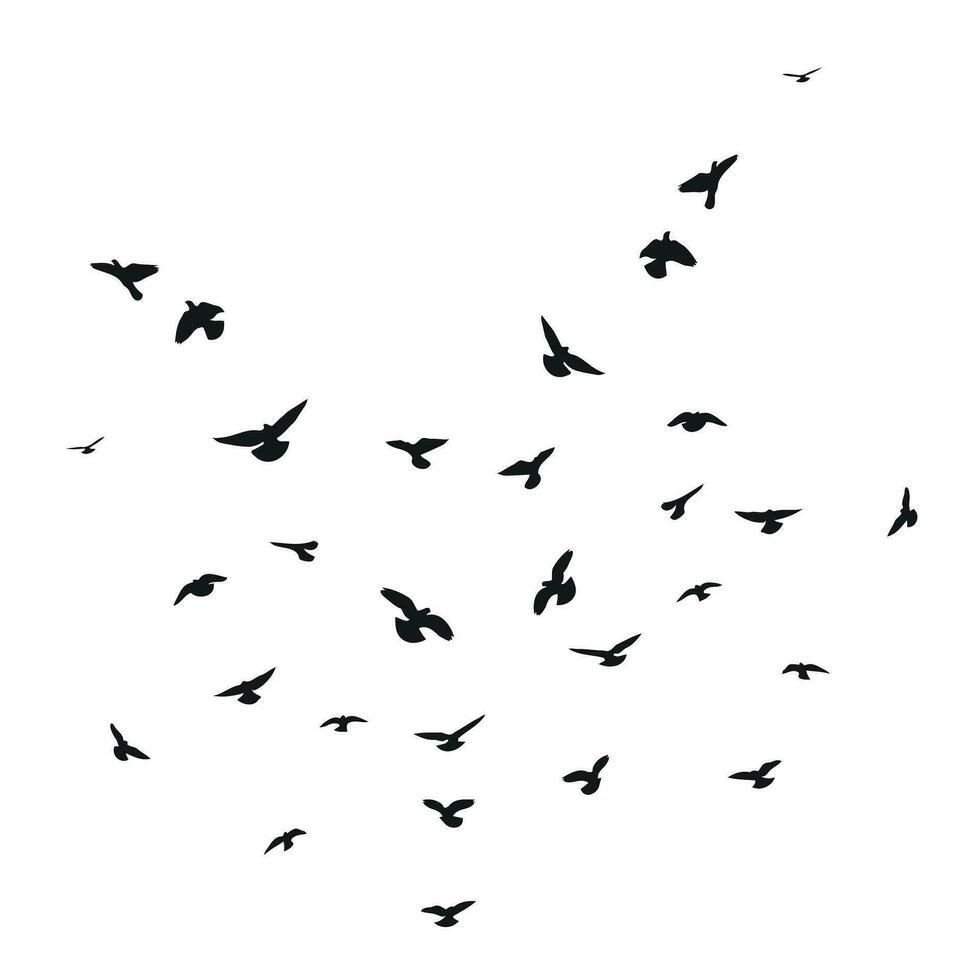 silhouette schizzo di un' gregge di volante uccelli, volo nel diverso posizioni. decollare, volare, volo, svolazzare, librarsi, impennata, atterraggio vettore
