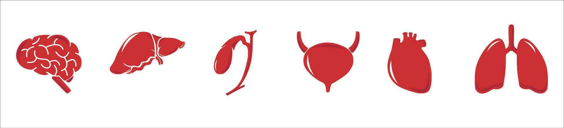 umano interno organi. vettore schizzo isolato illustrazione. mano disegnato scarabocchio anatomia simboli impostare.