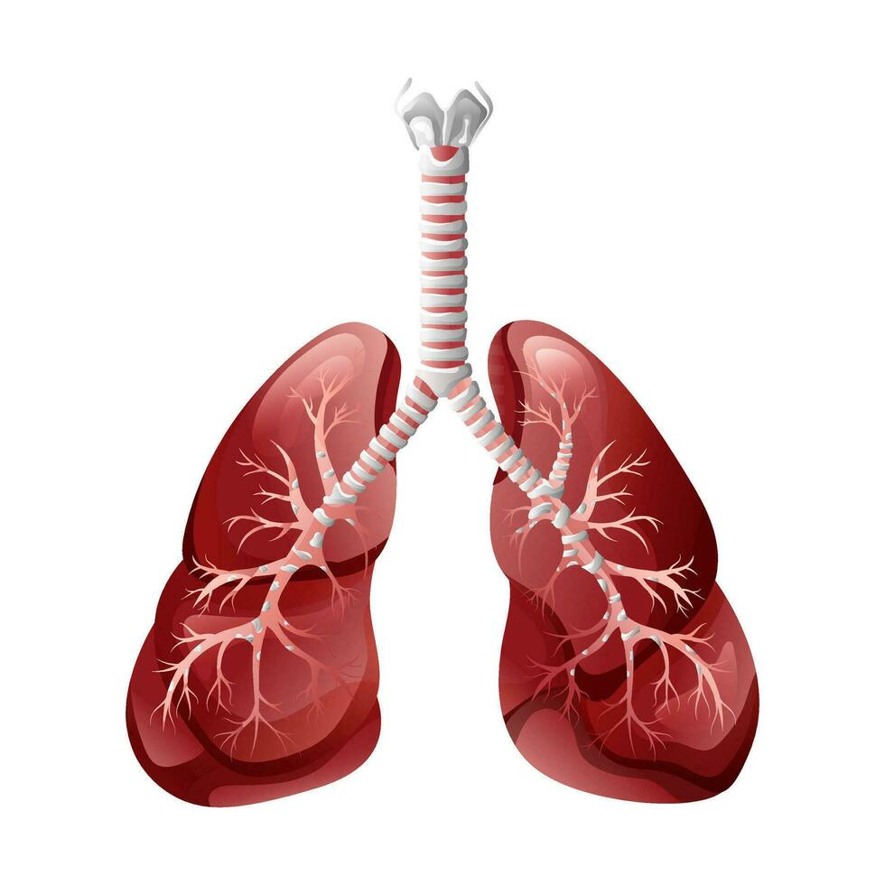 salutare umano polmoni anatomia. vettore illustrazione isolato