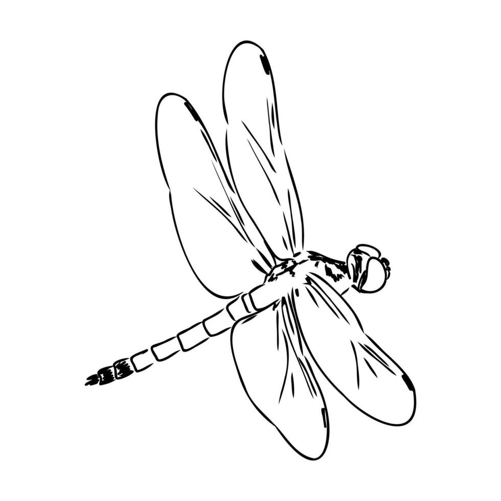 libellula vettore schizzo